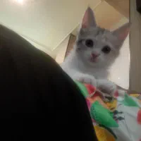 تافی ماده فی ۱۰