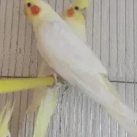 لوتینو زعفرونی تاج بلند با کیفیت جفتی و تکی|پرنده|شاهینشهر, فیض|دیوار