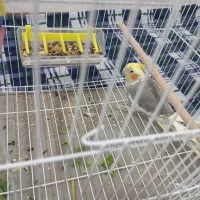 پرند|پرنده|اهرم, |دیوار