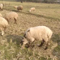 فروش بره نر|حیوانات مزرعه|تالش, جوکندان|دیوار