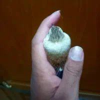 سینه سرخ ابلغ سفید خاص سهره چهارگل زاغ