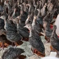 جوجه بوقلمون ۲ ماهه