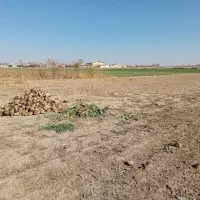 چغندر قند|عمدهفروشی|فامنین, |دیوار