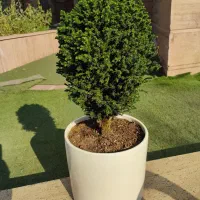 کریپ توپی (62% تخفیف) 13ساله