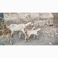 حیوانات میناب|حیوانات مزرعه|بندرعباس, |دیوار