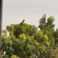 فاز-7-صدف-100-متر-کلید-نخورده