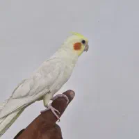 عروس هلندی سخنگو