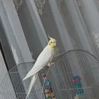 عروس هلندی نر سخن گوعتیقه|پرنده|لالجین, |دیوار