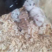 قیمت استثنایی همستر کمپل|موش و خرگوش|سهند, |دیوار