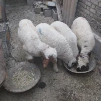 بره مناسب قربانی