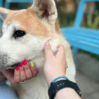 اکیتا ژاپنی نر و ماده اماده