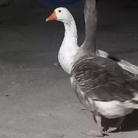 غاز|حیوانات مزرعه|رودان, |دیوار