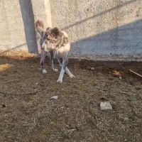 سگ افغان|سگ|چهارباغ, |دیوار