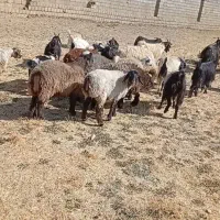 فروش بز، میش،کهره ،بره