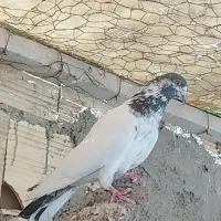فروش 5 عدد کفتر یا کبوتر پرشی و نقش درجه یک