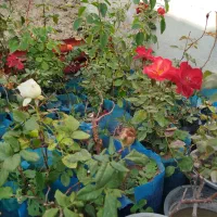 گل های محمدی