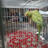 طوطی نر و ماده