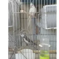 دو جفت عروس هلندی جفت خورده|پرنده|اهر, |دیوار