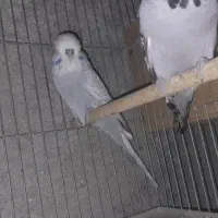 مرغ عشق|پرنده|چغادک, |دیوار
