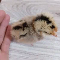 جوجه مرغ گلین ۴روزه