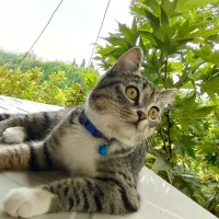 گمشده|گربه|گرگان, |دیوار