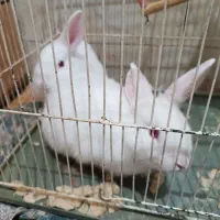 خرگوش|موش و خرگوش|نیشابور, دارایی|دیوار