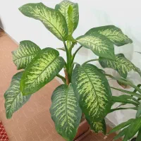 گل دیفن خوشگل