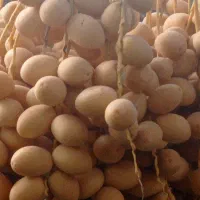فروش خارک برحی