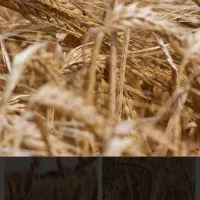 علوفه گونی شده وجو