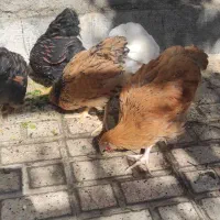 طاقچه ویاندوت وایت بوف جی اس جی|حیوانات مزرعه|مشهد, ویلاشهر|دیوار