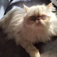 پرشین نر آماده جفتگیری