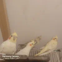 عروس هلندی سخنگو