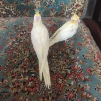 جوجه عروس هلندی سرلاکی