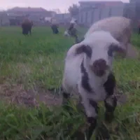 ۲راس بره نر و ماده|حیوانات مزرعه|گرگان, |دیوار