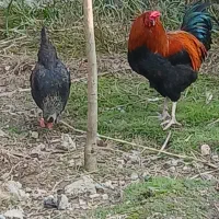 ۳ تا خروس دورگه گلین لاری|حیوانات مزرعه|زرگرشهر, |دیوار