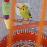 مرغ عشق ماده و قفس