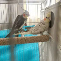 یک جفت عروس هلندی