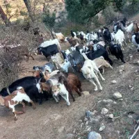 تعداد 30راس بز فروشی