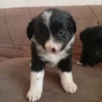 توله پامر اشپیز