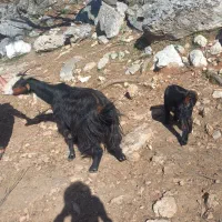 بزوبیگ|حیوانات مزرعه|دزفول, |دیوار