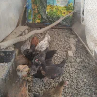 نیمچه مرغ