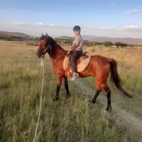 اسب عرب اصل ۵ساله