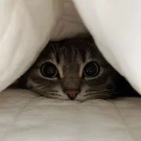 گربه بانمک عقیم شده