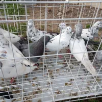 کبوتر دونیی ۱۵۰|پرنده|خشکبیجار, |دیوار