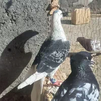 ۳تا نرکار درست|پرنده|مشهد, فرخد|دیوار