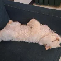 گربه پرشین هیمالیا|گربه|نیشابور, شهرک فیروزه|دیوار