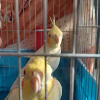 ۲عدد عروس هلندی نر وماده|پرنده|بروجرد, |دیوار