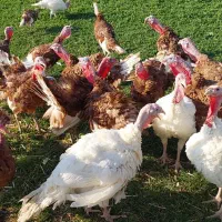 فروش بوقلمون گوشتی