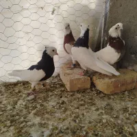 طوقی(قاین)|پرنده|بیرجند, |دیوار