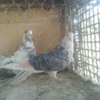 کفتر‌پرشی|پرنده|ری, عباس‌آباد|دیوار